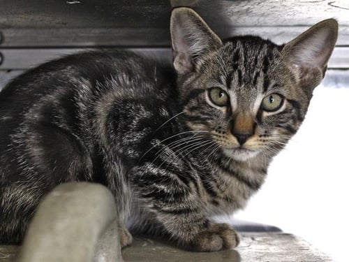 ELM - Domestic Short Hair available for adoption