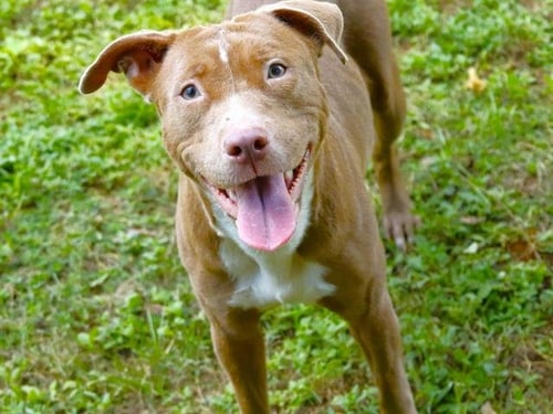 NOVA - American Staffordshire Terrier available for adoption