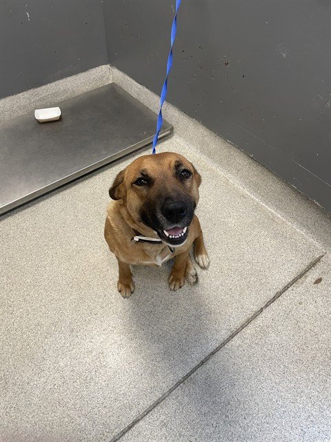 STAR - German Shepherd Dog available for adoption