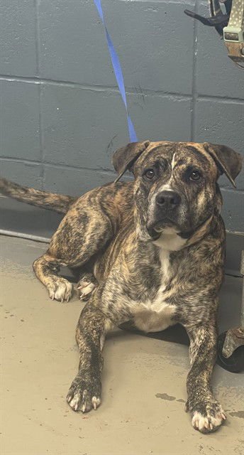 BUDDY - American Staffordshire Terrier available for adoption