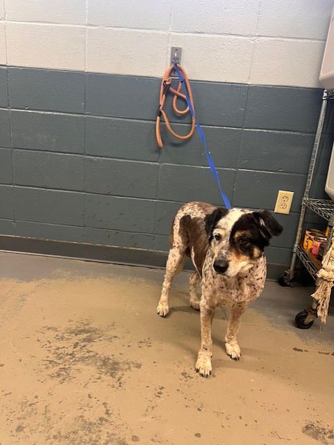 NANI - Australian Cattle Dog/Blue Heeler available for adoption