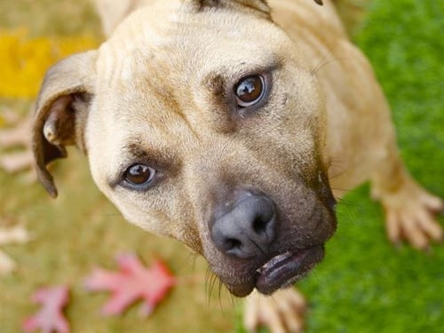 STICK - Black Mouth Cur available for adoption