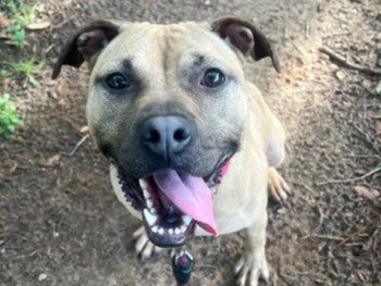 DOLLY PAWTON Image