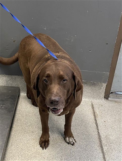 CHOCO - Labrador Retriever available for adoption