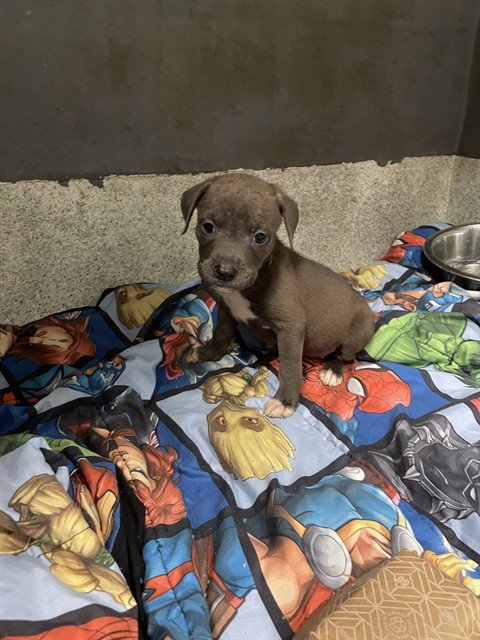 STARRY - American Staffordshire Terrier available for adoption
