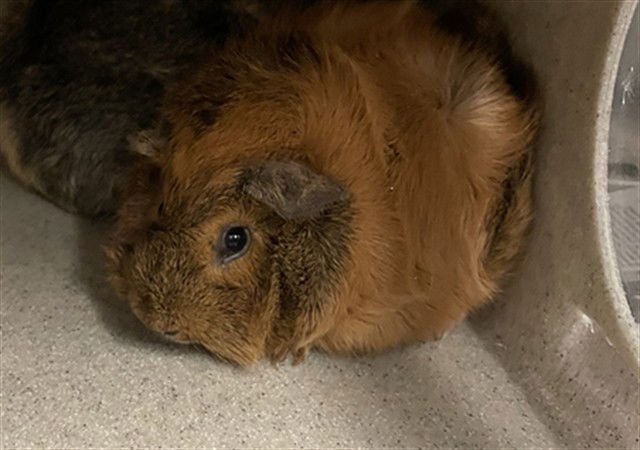 SPRINKLE - Guinea Pig available for adoption