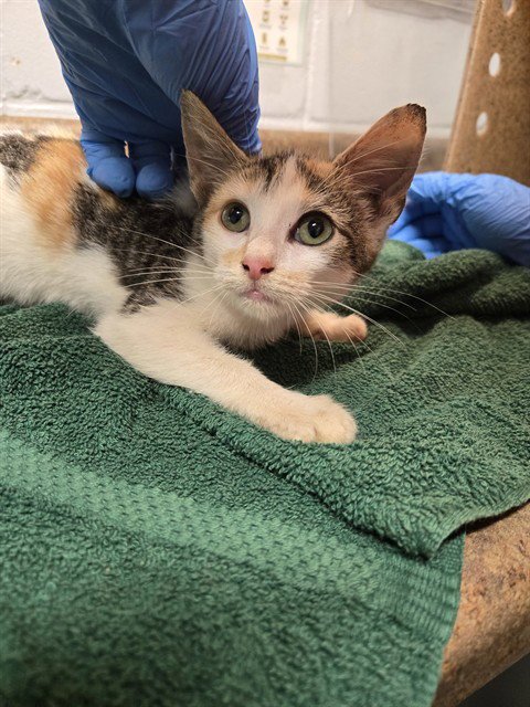 LASSY - Domestic Short Hair available for adoption
