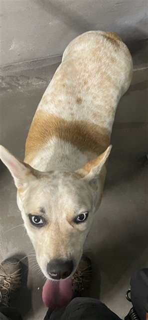 BONNIE - Australian Cattle Dog/Blue Heeler available for adoption