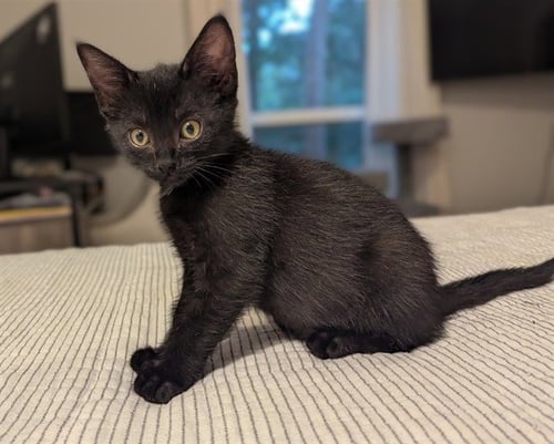 BELLA - Domestic Short Hair available for adoption