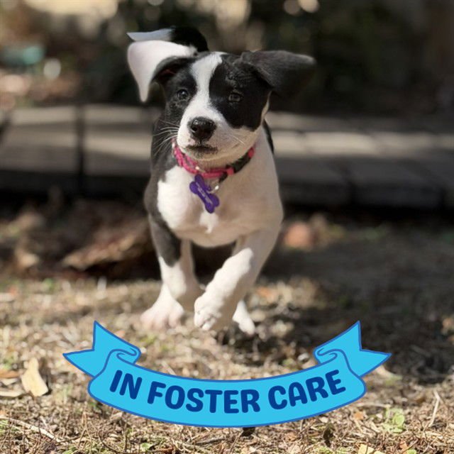 CORA - American Staffordshire Terrier available for adoption