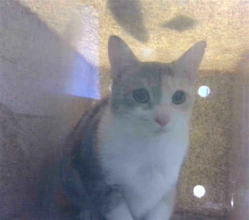 SCOTTIE - Domestic Short Hair available for adoption