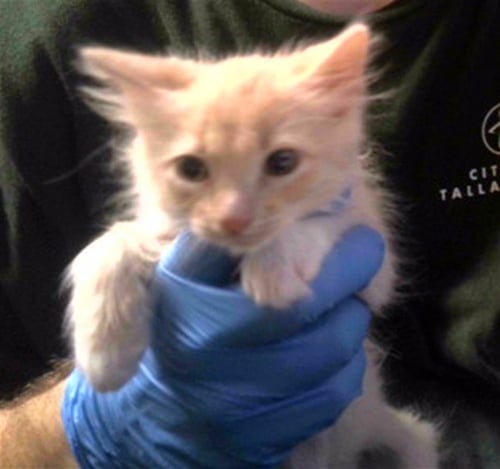 ROMULUS - Domestic Medium Hair available for adoption