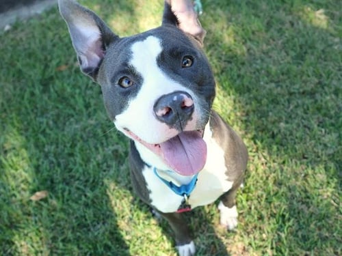 BENNY - American Pit Bull Terrier available for adoption