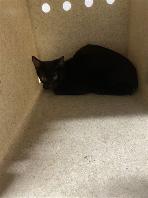 HOOT - Domestic Short Hair available for adoption