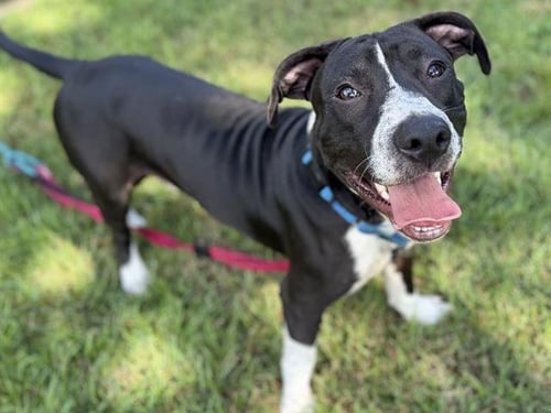 OSIRIS - American Staffordshire Terrier / Basset Hound available for adoption