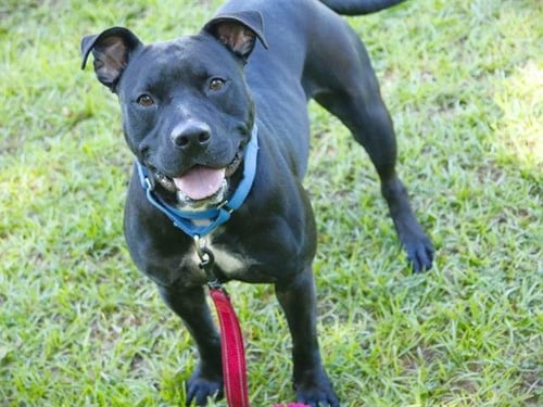 MISTY - American Staffordshire Terrier available for adoption