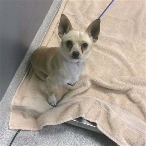 BOY - Chihuahua available for adoption