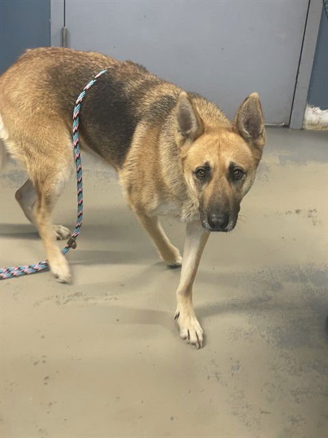 MAXI - German Shepherd Dog available for adoption