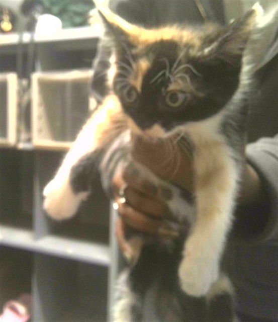 TOOTH FAIRY - Domestic Short Hair available for adoption