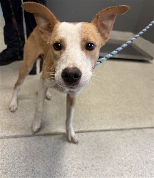 FIVER - American Pit Bull Terrier available for adoption
