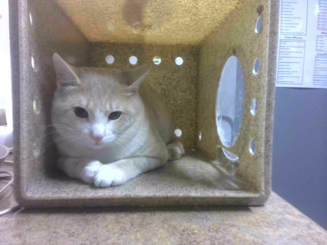 BAYBO - Domestic Short Hair available for adoption