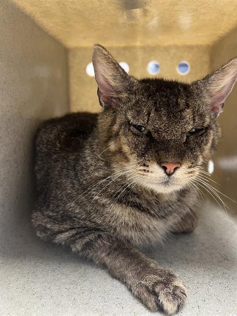 RHYSAND - Domestic Short Hair available for adoption