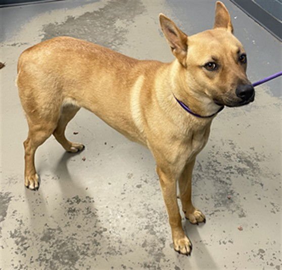 BISCOTTI - Belgian Shepherd Malinois available for adoption