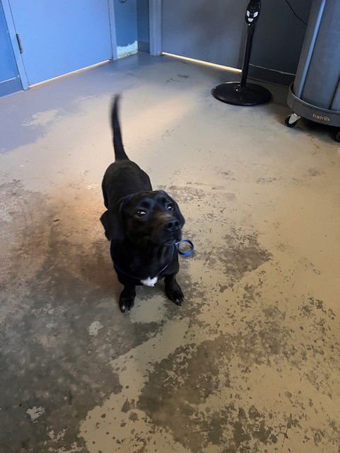 BAXTER - Dachshund / Labrador Retriever available for adoption