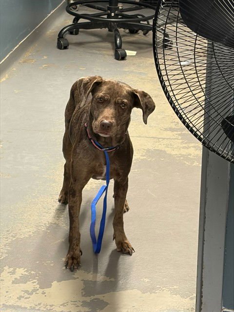 SPECKLES - Catahoula Leopard Dog available for adoption