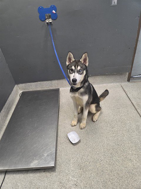 NANOOK - Siberian Husky available for adoption