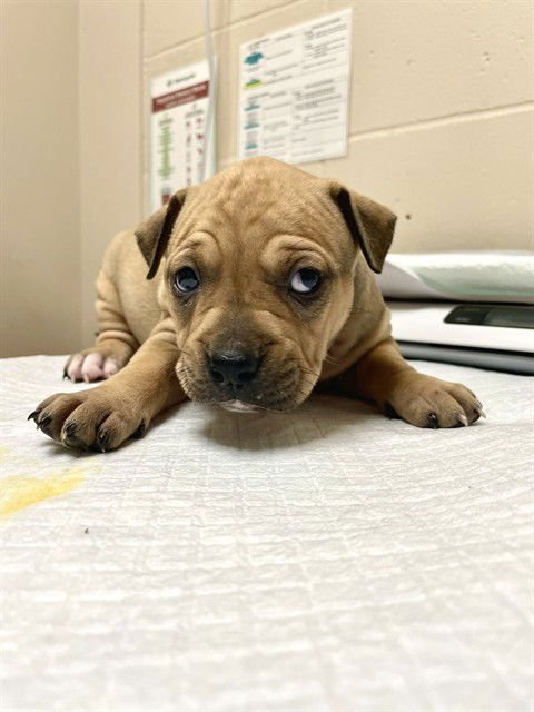 ADA - Chinese Shar-Pei available for adoption