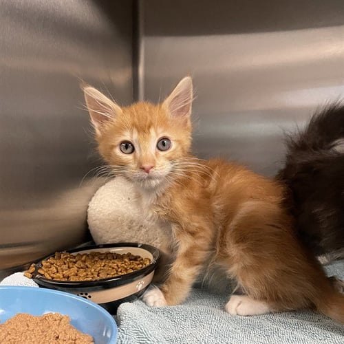 CJ - Domestic Medium Hair available for adoption