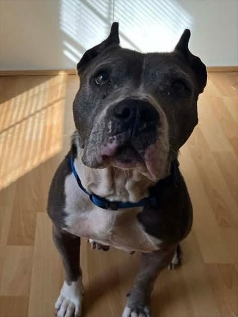 LAVENDER - American Staffordshire Terrier available for adoption