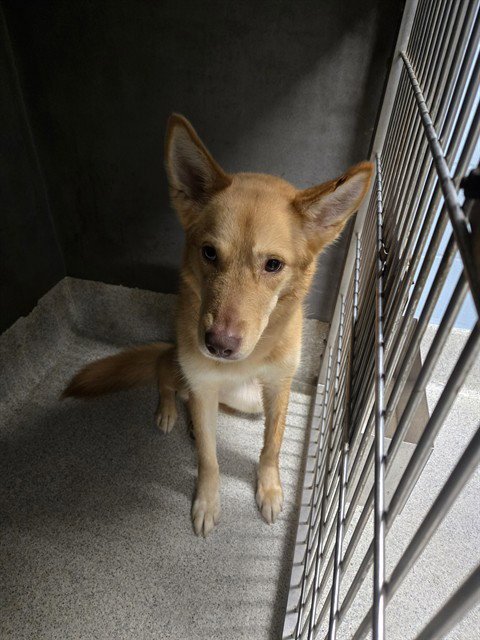 ATHENA - Siberian Husky available for adoption