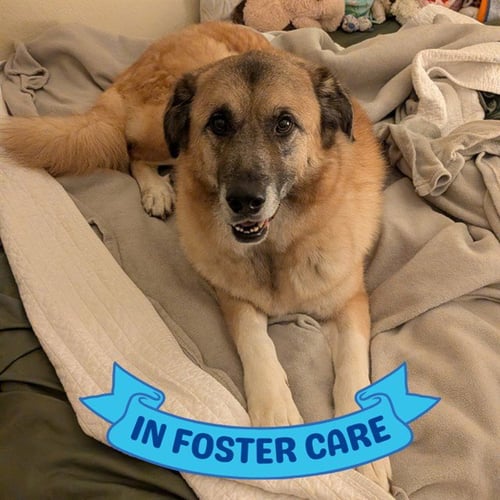 RO - Anatolian Shepherd for adoption in Tallahassee