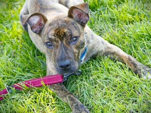 HAPPY - Feist / Boxer available for adoption