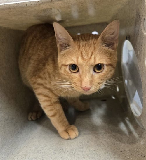GOLDFISH - Domestic Short Hair available for adoption