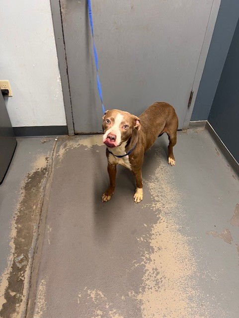 PIPPA - American Pit Bull Terrier available for adoption