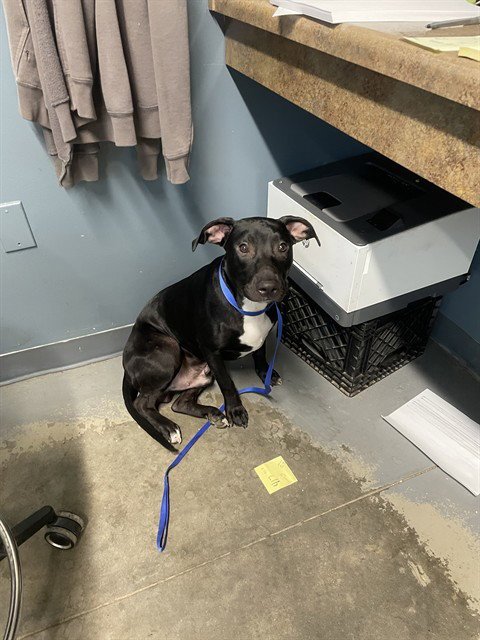 SEBASTIAN - American Staffordshire Terrier available for adoption