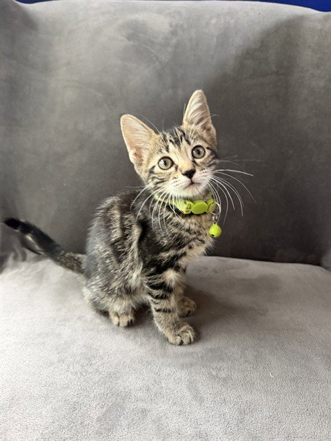 LUISA - Domestic Short Hair available for adoption