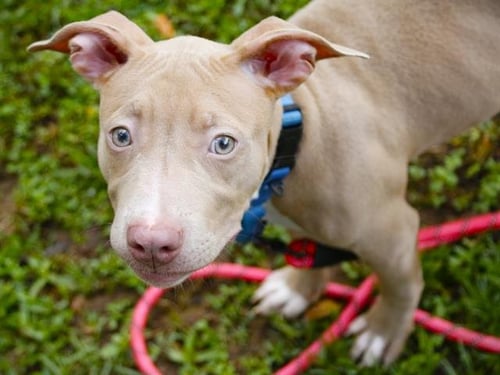 CROUTON - American Pit Bull Terrier available for adoption