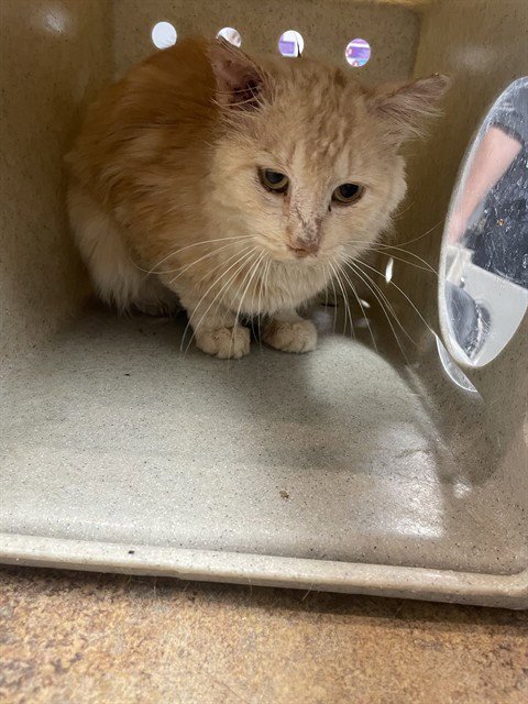 OSCAR - Domestic Medium Hair available for adoption