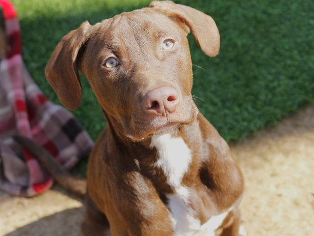 RICHIE - Labrador Retriever / American Staffordshire Terrier available for adoption