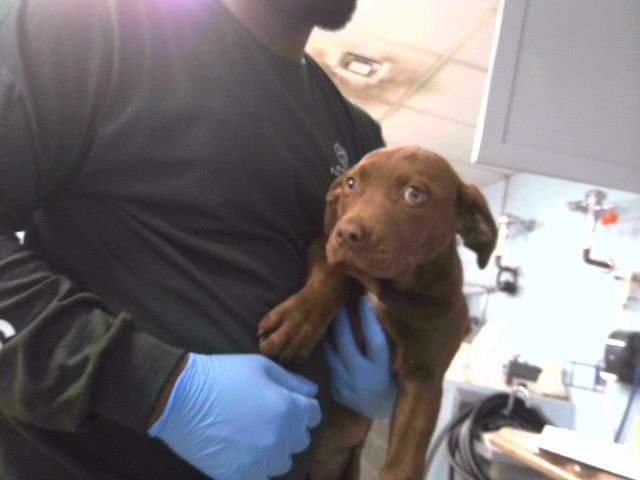 KITKAT - Labrador Retriever available for adoption