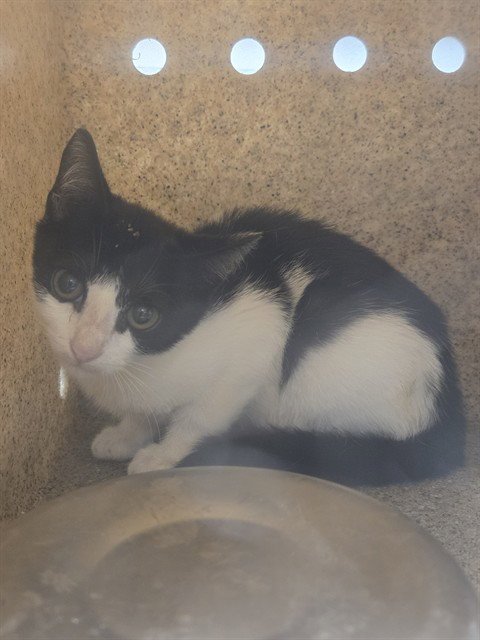 KYGO - Domestic Short Hair available for adoption