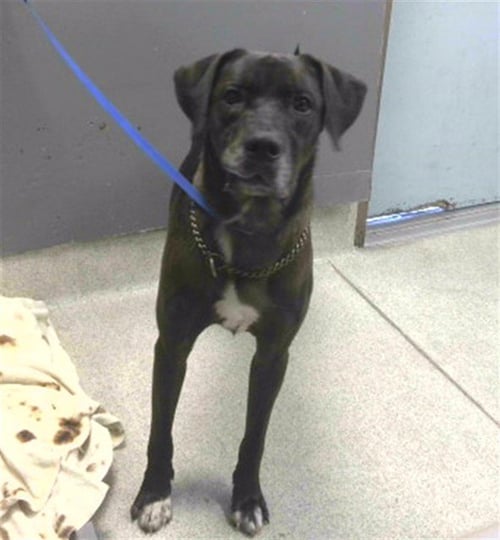 LOKI - Labrador Retriever available for adoption