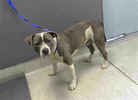 WADE - American Staffordshire Terrier available for adoption