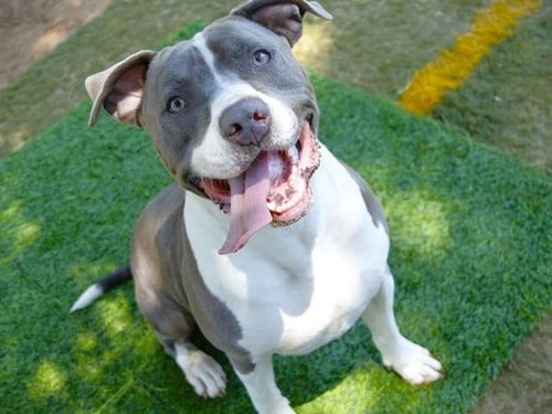 WADE - American Staffordshire Terrier available for adoption