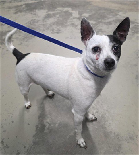 CHEWY - Chihuahua available for adoption