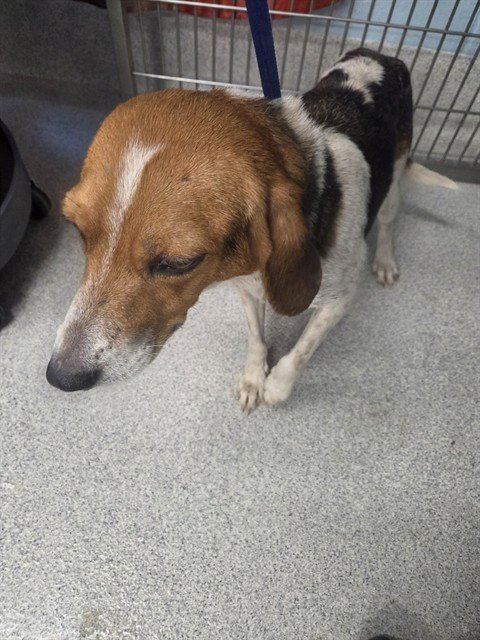 LULU - Treeing Walker Coonhound available for adoption